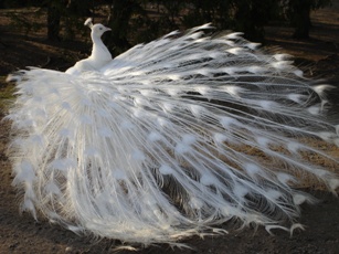 peacock Woe unto them that are wise in thier own eyes, and prudent in their own sight! - Isaiah 5:21