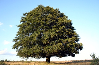 tree Which indeed is the least of all seeds: but when it is grown, it is the greatest among herbs, and becometh a tree, so that the birds of the air come and lodge in the branches thereof. ~ Matthew 13:32